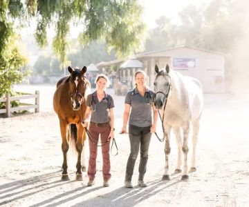 Orange County Equine Veterinary Services
