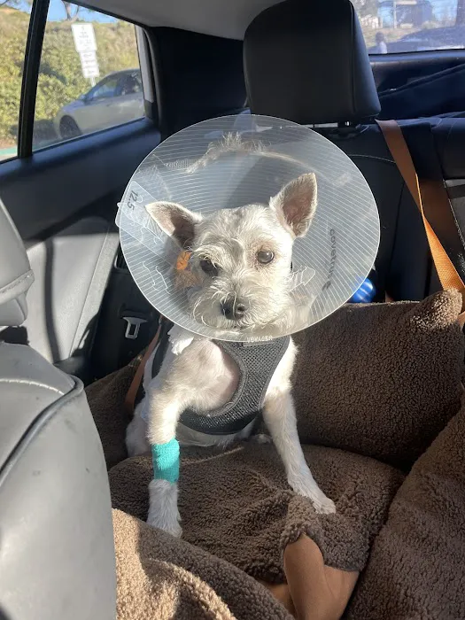 Alicia Pet Care Center 1