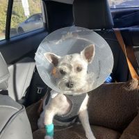 Alicia Pet Care Center ico