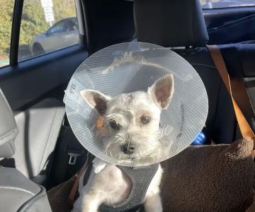 Alicia Pet Care Center