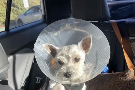 Alicia Pet Care Center
