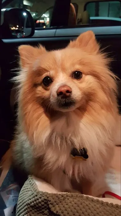 Alicia Pet Care Center 5