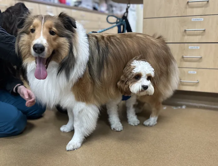 Alicia Pet Care Center 9