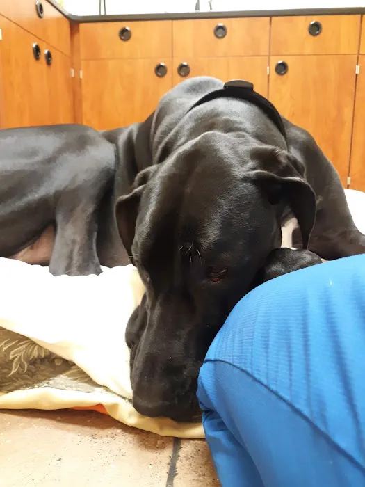 Jeronimo Pet Clinic 5