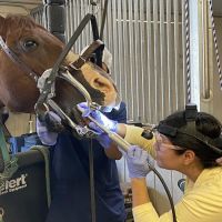 Mission Equine Hospital ico