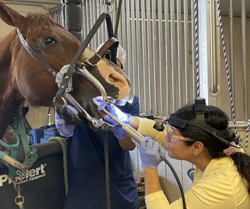 Mission Equine Hospital