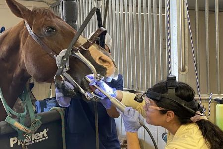Mission Equine Hospital