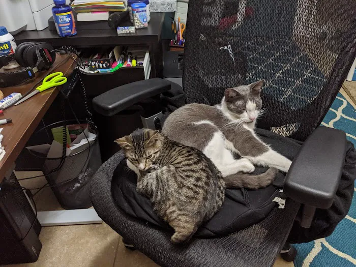 Our Pet's Vet 3