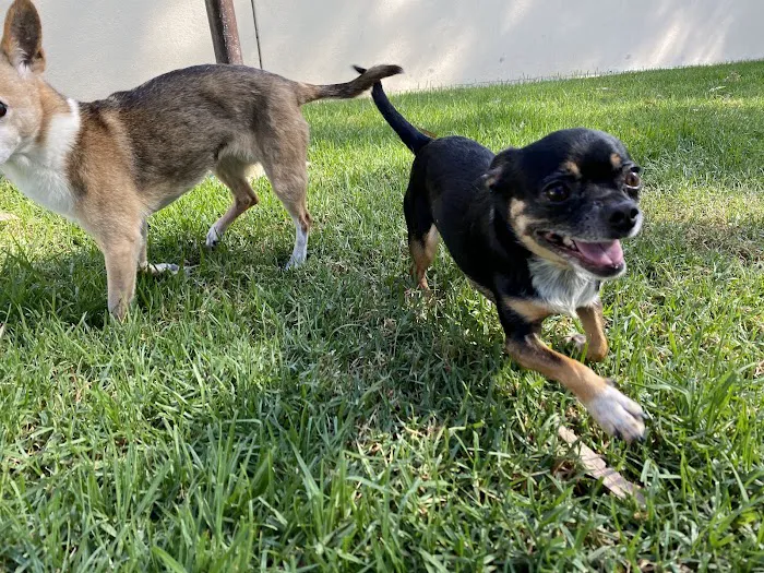 VCA Arroyo Animal Hospital 6
