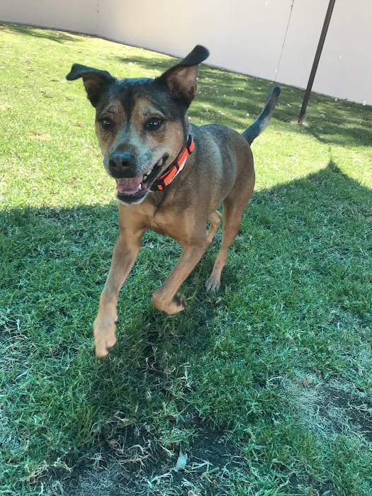 VCA Arroyo Animal Hospital 3