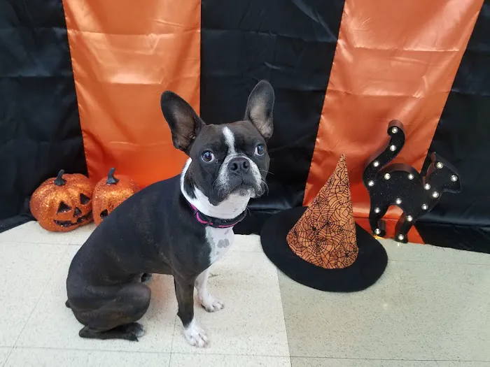 VCA Arroyo Animal Hospital 5