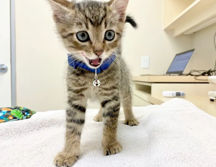 VCA Arroyo Animal Hospital 1