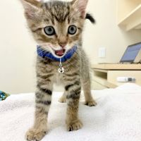 VCA Arroyo Animal Hospital ico