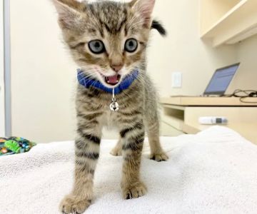 VCA Arroyo Animal Hospital