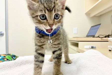 VCA Arroyo Animal Hospital