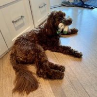Pacific Animal Hospital ico