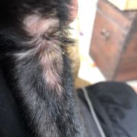 Vetco Total Care Animal Hospital ico