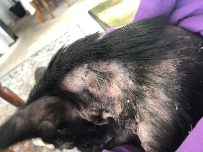 Vetco Total Care Animal Hospital 12