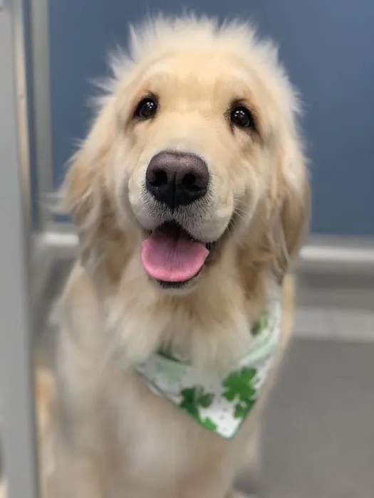 South Shores Pet Clinic 1