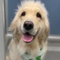 South Shores Pet Clinic ico