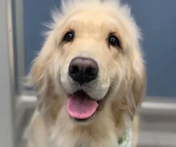 South Shores Pet Clinic