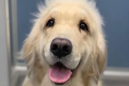 South Shores Pet Clinic