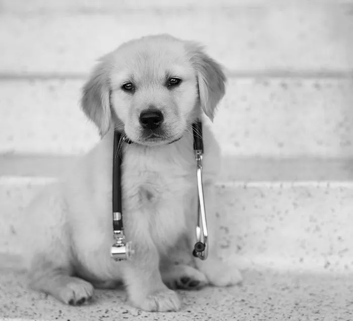 South Shores Pet Clinic 2