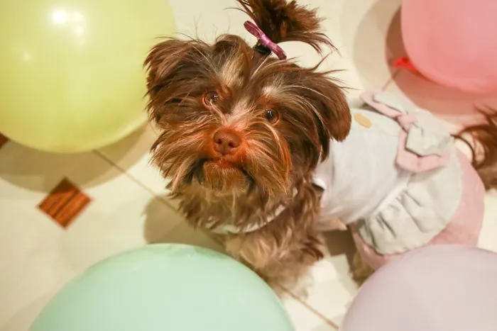 Ace Animal Hospital 5