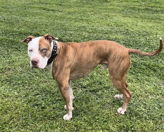 Ace Animal Hospital 10