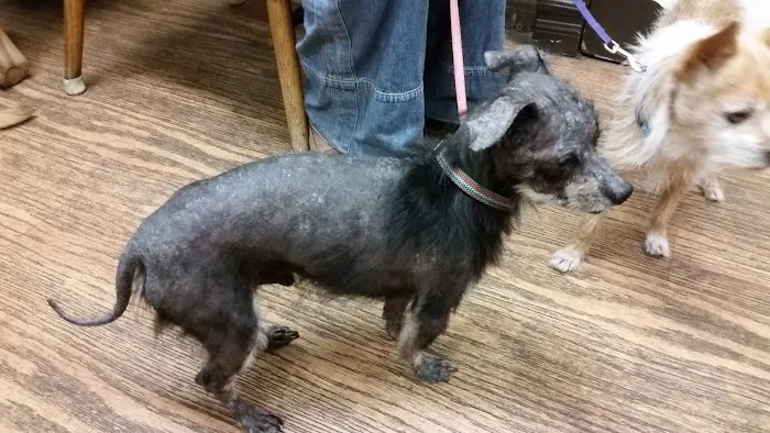 L.A. Pet Clinic 12