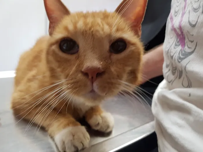 L.A. Pet Clinic 12