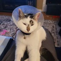 L.A. Pet Clinic ico