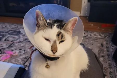 L.A. Pet Clinic