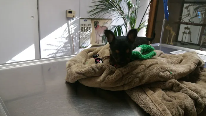 L.A. Pet Clinic 12