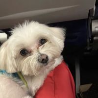 Cahuenga Veterinary Hospital ico