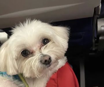 Cahuenga Veterinary Hospital