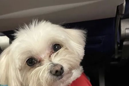 Cahuenga Veterinary Hospital