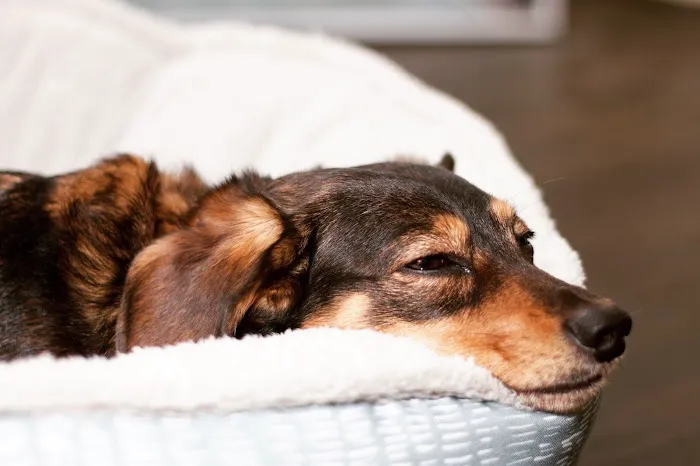 Cahuenga Veterinary Hospital 10