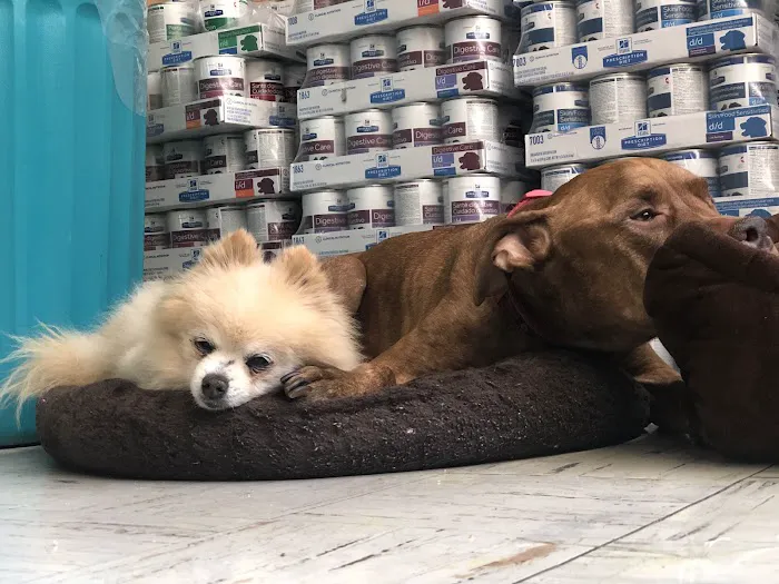 Melrose La Brea Animal Hospital 3