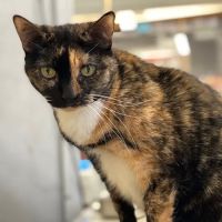 Melrose La Brea Animal Hospital ico