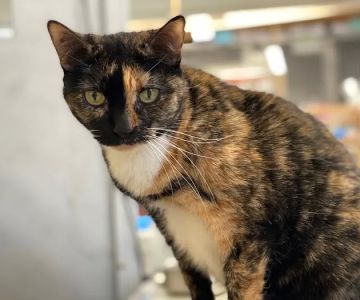 Melrose La Brea Animal Hospital