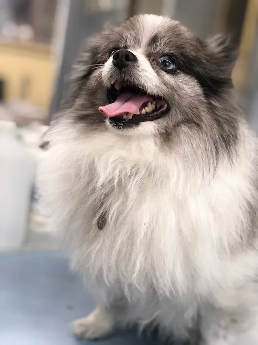 Melrose La Brea Animal Hospital 5