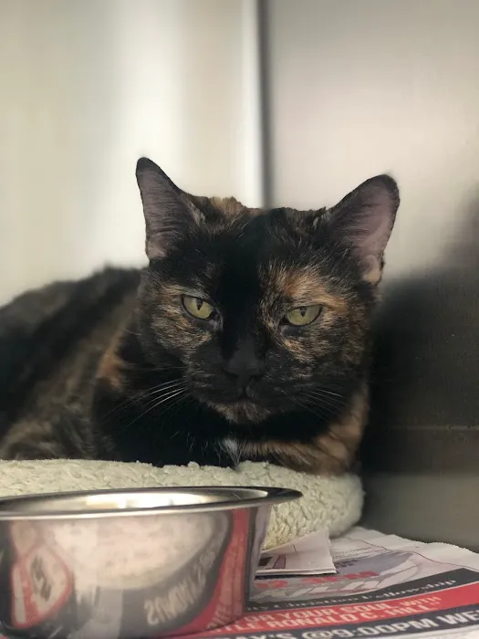 Melrose La Brea Animal Hospital 10