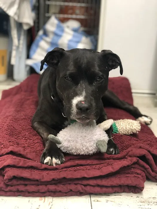Melrose La Brea Animal Hospital 9