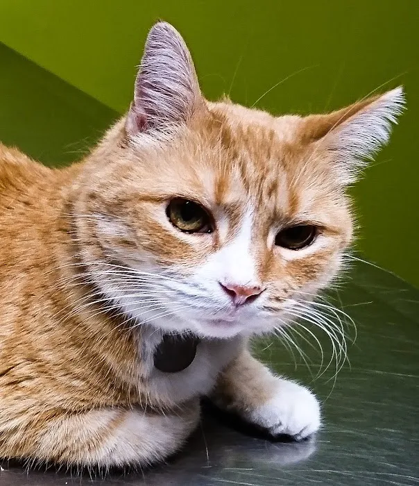 Veterinary Care Center 4