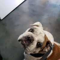 Metropolitan Animal Specialty Hospital (MASH) ico