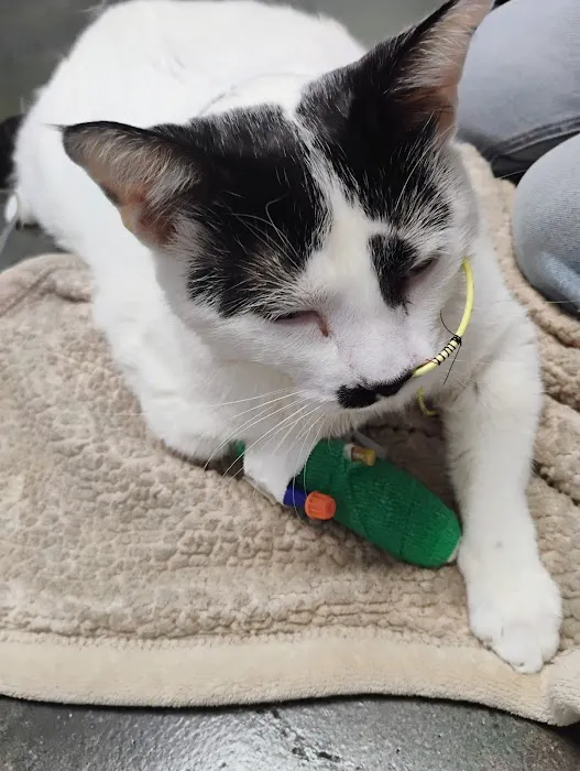 Metropolitan Animal Specialty Hospital (MASH) 9