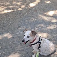 Metropolitan Animal Specialty Hospital Outpatient ico