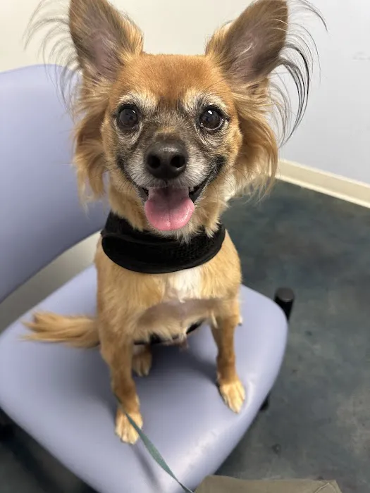Metropolitan Animal Specialty Hospital Outpatient 3
