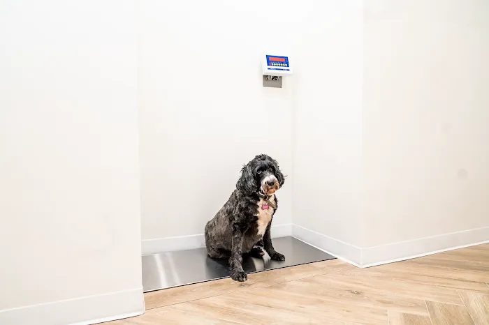 Paw Priority: Veterinary Urgent and Primary Care 4
